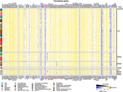 Ferroptosis: A Specific Vulnerability of RAS-Driven Cancers?